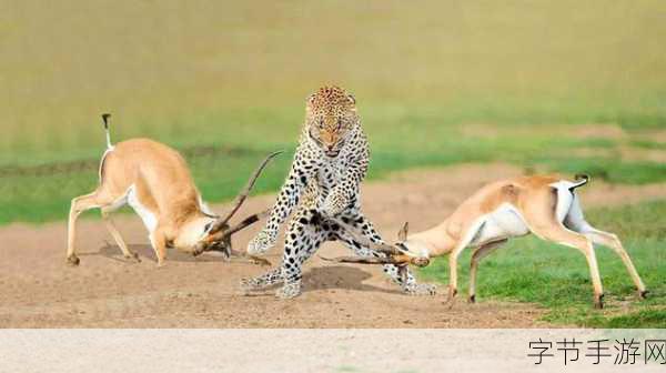 reanimal_再生动物：探索生命的奇妙与力量