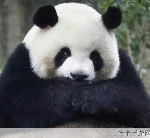 超级肉肉哥呲牙咧嘴搞怪表情,萌翻你的可爱周边大揭秘!