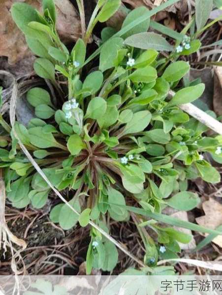 老牛嫩草1234区:“老牛嫩草1234区:青春与智慧的完美交融之地”