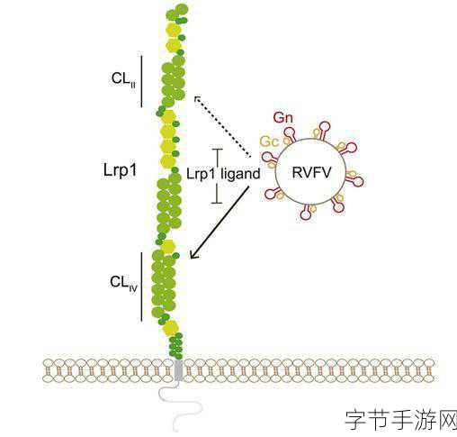 LRP1毕业：“探索LRP1在细胞信号传导中的多重作用与潜力”