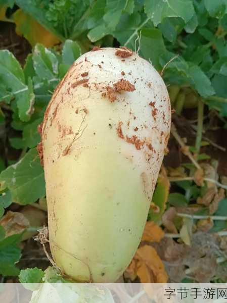 拔萝卜生猴子两年半:从拔萝卜到生猴子:两年半的成长与转变之旅