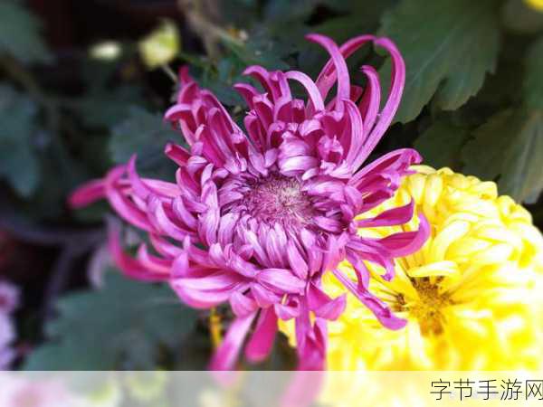 91青娱乐极品视觉盛宴:探索91青娱乐,尽享极品视觉盛宴与无限乐趣!