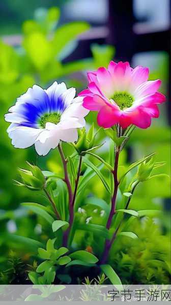 野花社区：打造多彩生活，共建和谐美好的拓展野花社区