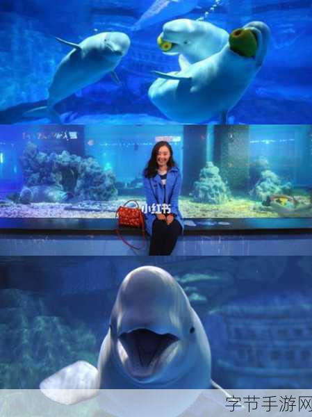 代号海岸线,预约通道全攻略,抢先体验海洋冒险之旅