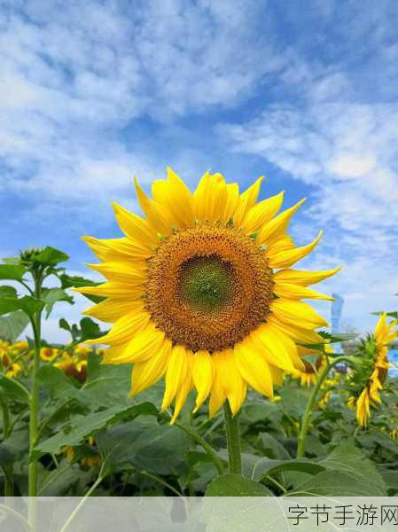 向日葵站长统计2022：全面分析2022年向日葵站长统计数据与趋势展望