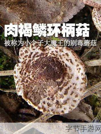 蘑菇视频黑料爆料事件:深入探讨拓展蘑菇视频背后的黑料爆料事件真相