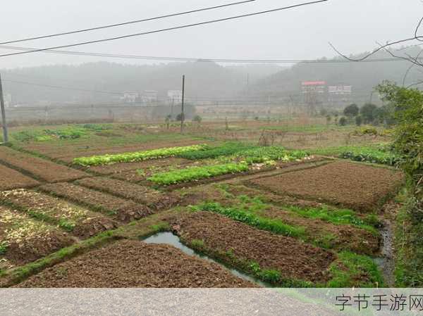 儿耕妈荒废的田：重振荒芜田地，耕耘希望的未来之路