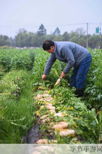 拨萝卜不盖被子：春季农田播种忙，萝卜丰收乐无边