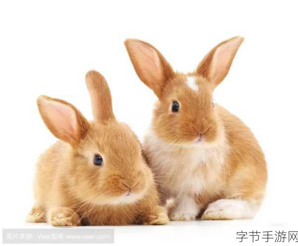 两只大兔子从衬衫里蹦出