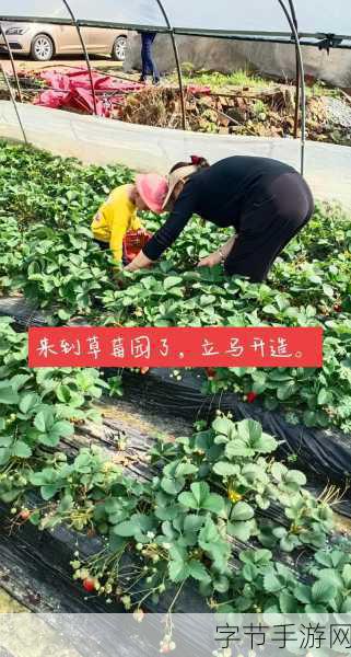 草莓视频高清视频:畅享高清草莓视频,尽情体验精彩视听盛宴!