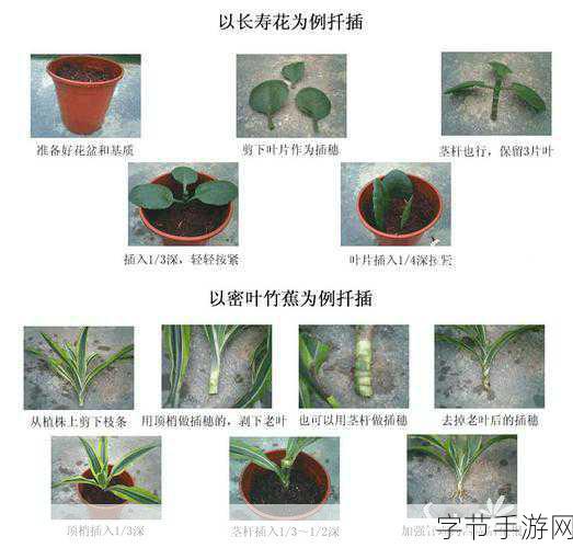 日本72种扦插方式:全面解析日本72种扦插技术及其应用技巧