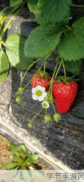 草莓视频原创精选：“畅享草莓视频原创精选：带你领略精彩无极限”
