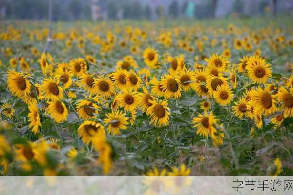 向日葵视频站长：向日葵视频：享受无限精彩，绽放你的影视生活！