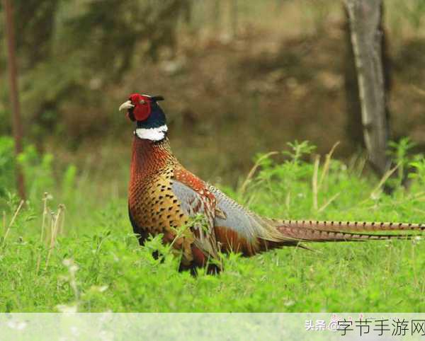 东南亚小雉鸡仙踪林:探索东南亚小雉鸡的神秘栖息地与生态奇观