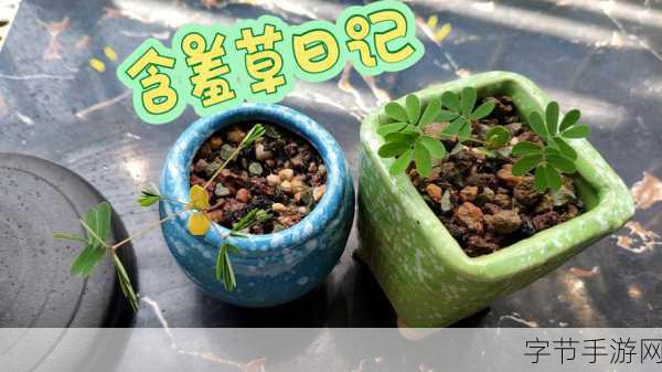 含羞草实验实验究2024：2024年含羞草实验探索：植物反应与环境互动的新发现