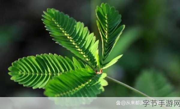 含羞草2024隐藏途径：探索含羞草的2024年隐藏成长路径与秘密技巧