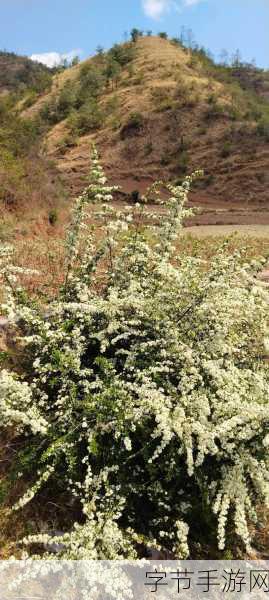 野花社区在线：“探索野花社区：共享生活、交流心声的新平台”