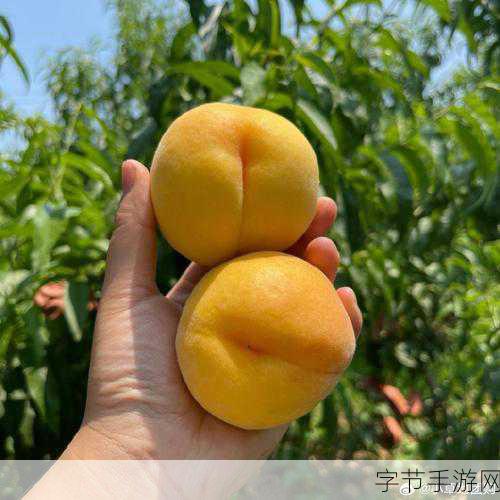 蜜挑视频：探索蜜挑视频的创意与魅力，带你领略不一样的视听盛宴！