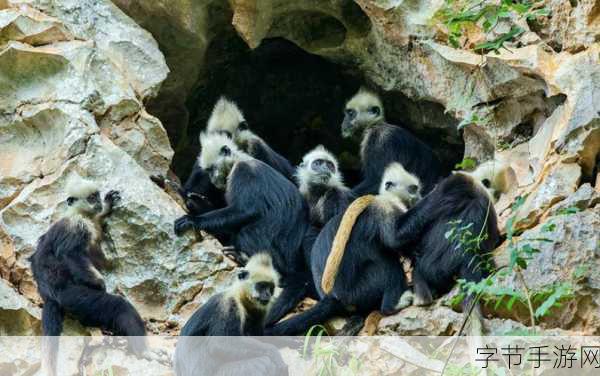 生猴子:生猴子:探索自然界中最聪明的灵长类动物