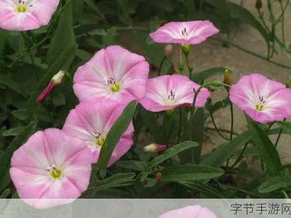 野花社区在线视频无码：探索野花社区的精彩在线视频，尽享无限乐趣与互动体验！
