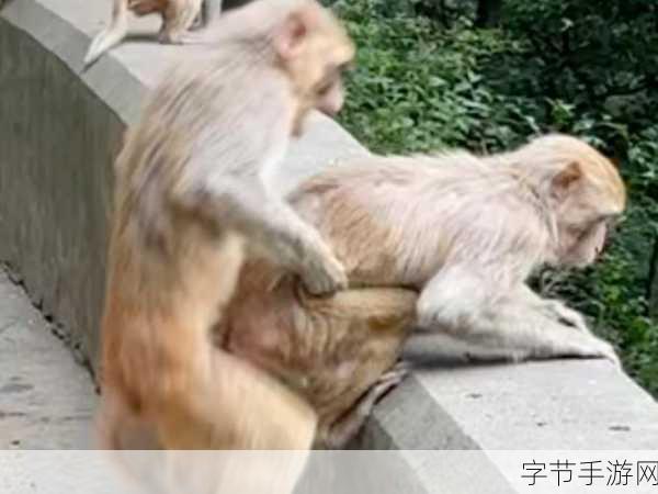 男生和女生生一起努力生猴子:男生女生携手共创美好未来,共同努力成长。