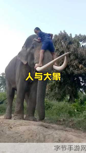 大象影视-“探索大象影视的无尽魅力与精彩故事之旅”