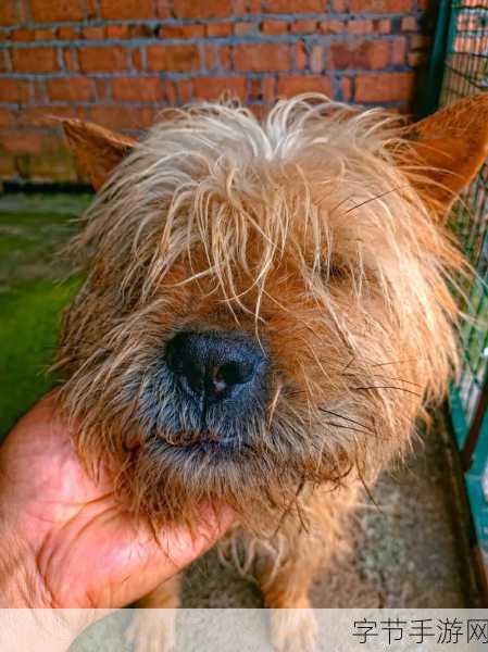 晶晶的极限改造日记大胡子-晶晶的极限改造日记:打造大胡子的华丽蜕变