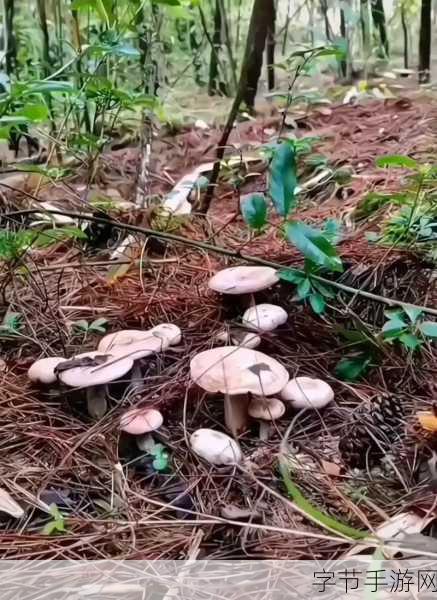 蘑菇视频黑料爆料事件-蘑菇视频黑料曝光：揭示背后不为人知的真相与内幕