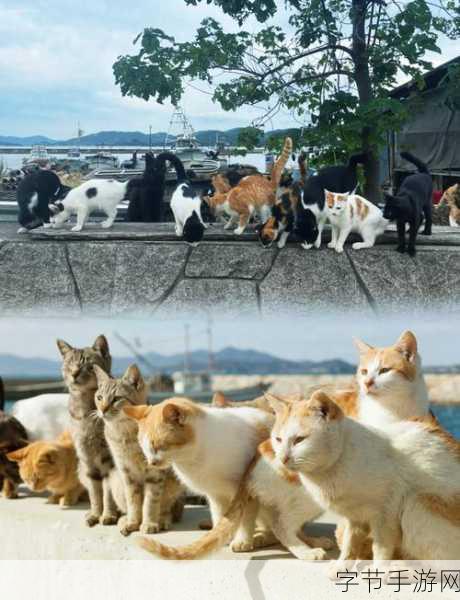 余洋广州猫玩-探索广州猫玩文化,享受与喵星人的亲密时光