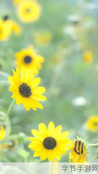 向日葵视频APP站长-向日葵视频APP：畅享精彩视听盛宴，尽在掌中