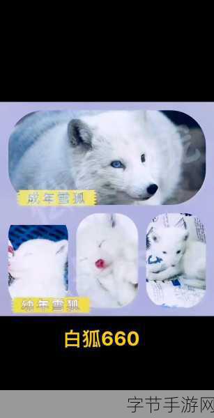 黄金网站app观看大全白狐-畅享白狐:全面解析黄金网站APP观看指南