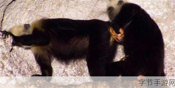 拨罗卜生猴子真人-生猴子的奇妙故事:拨萝卜的神秘冒险之旅