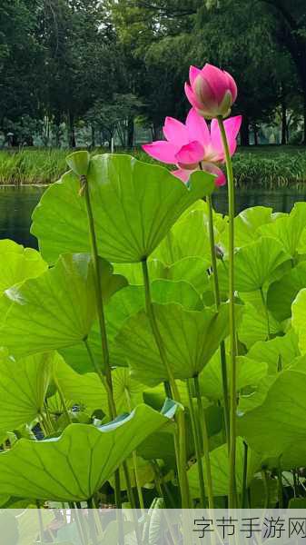 一二三四手机视频-探索手机视频拍摄技巧,轻松打造精彩短片