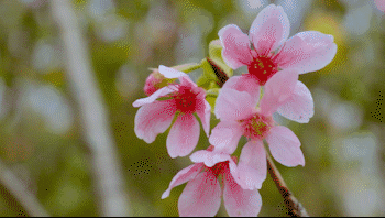 樱花视频日本大豆行情-“日本大豆市场动态解析与樱花视频的深度结合”