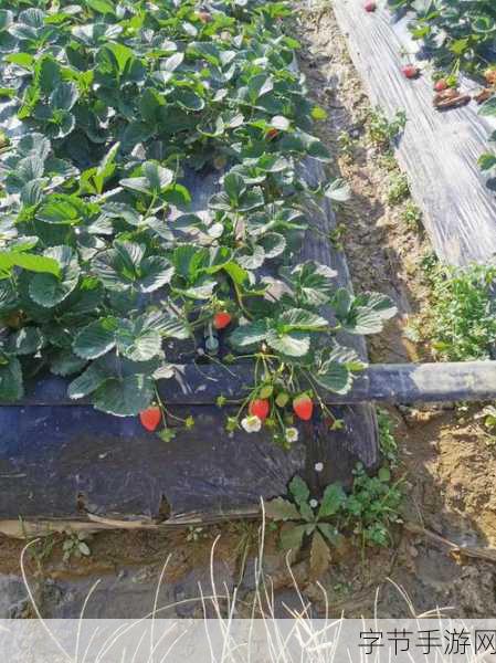 下载草莓视频-轻松获取草莓视频的下载方法与技巧分享