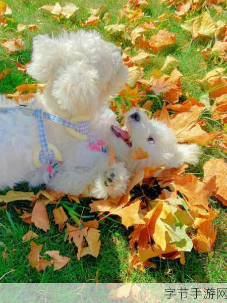 遇见你的狗狗,萌宠养成,温馨相伴的奇妙之旅