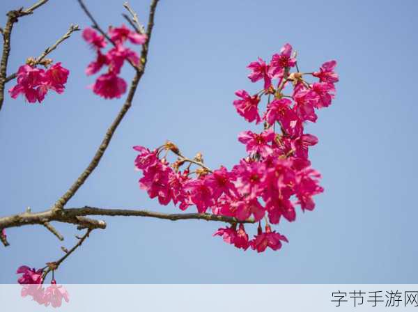 96533影视剧免费观看樱花-尽享96533影视剧全免费,畅看樱花盛宴!