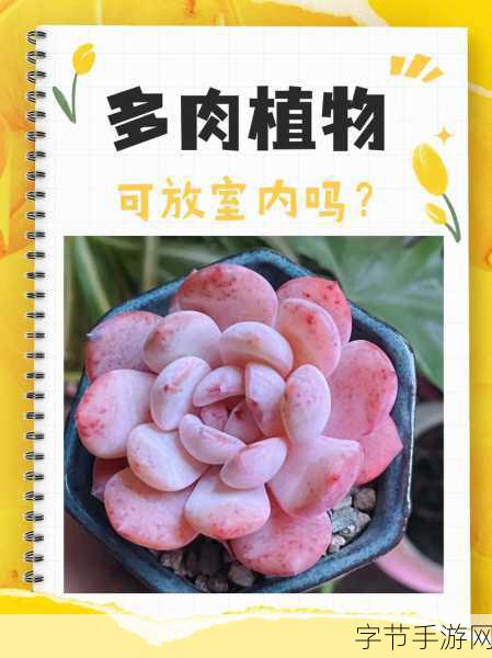 多肉1v2-多肉植物的养护之道：从基础到进阶技巧全解析