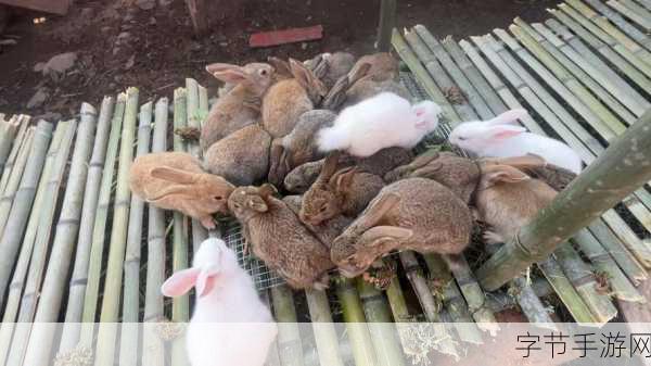 衬衫里的小白兔蹦蹦跳跳-小白兔在拓展衬衫里欢快地蹦跳嬉戏的故事