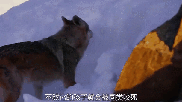 代号超自然狼,孤身堵门无枪如何求生?😜