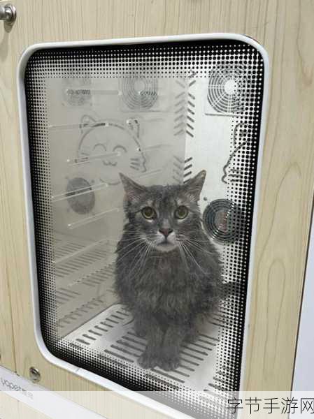 萌宠养成新体验,可爱小猫宠物护理活动等你来探索!