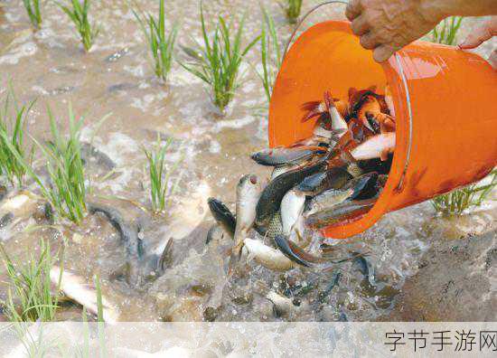 探寻动物森友会中稻田鱼的神秘栖息地🎣