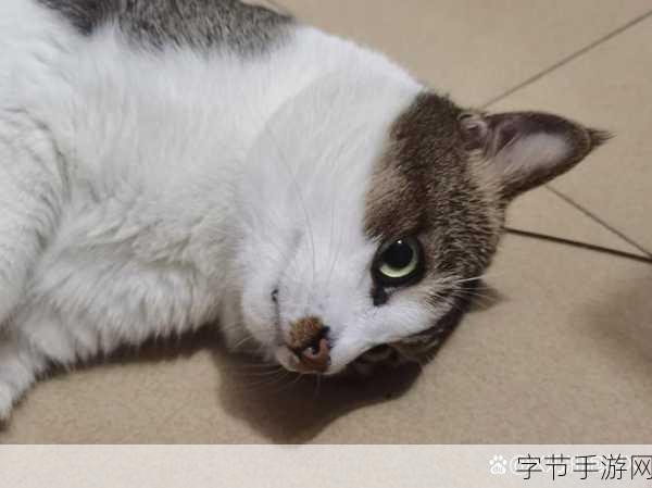 猫咪田园，打造你的梦幻萌宠乐园，趣味挑战两不误！