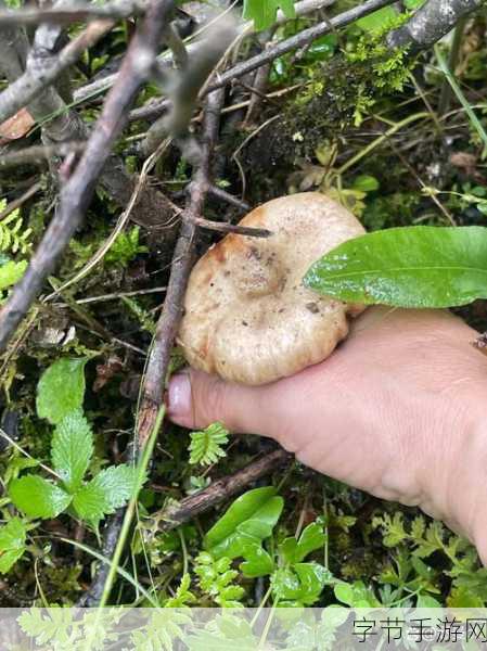 蘑菇吃瓜爆料网站-探索蘑菇的秘密:吃瓜爆料全网热议新鲜事