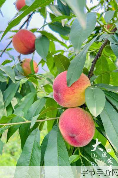 蜜桃熟了5D-蜜桃熟了:五维世界中的甜美邂逅与成长