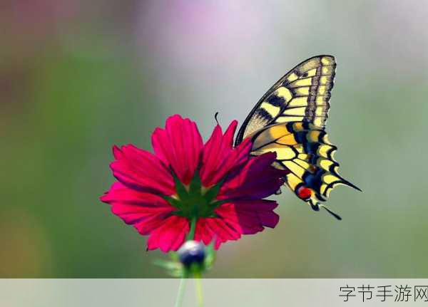 花蝴蝶真人直播app-畅享花蝴蝶真人直播,尽情体验精彩互动时刻