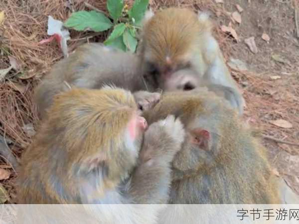 二人生猴子全程不盖被子真实-二人生猴子全程不盖被子的真实经历与深层次解读