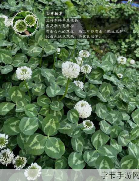 三叶草fy7717-三叶草fy7717：探索自然之美与生活的奇妙结合