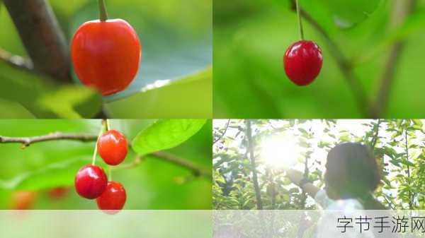 樱桃小视频在线观看-“畅享樱桃小视频,探索更多精彩短片世界!”