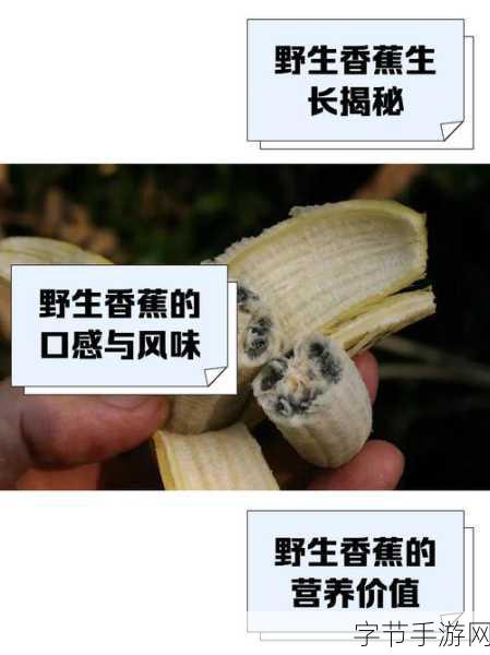 香蕉视频在哪里可以看-在哪里能找到拓展香蕉视频的观看渠道和方法？